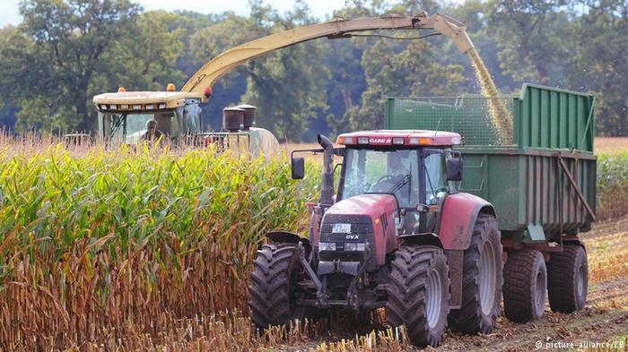 FAS USDA прогнозує зниження врожаю української кукурудзи
