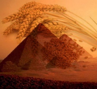 The purchase price of wheat in Egypt rose again