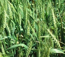 Улучшение погодных условий в Украине способствует развитию ранних зерновых