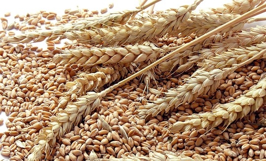 Зниження прогнозів світових запасів, а також квоти на вивезення пшениці з Росії дали новий поштовх цін на пшеницю