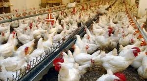 New 2021 will be difficult for poultry farmers