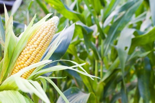 Прогноз врожаю кукурудзи в ЄС зменшено на 6,8 млн. тон
