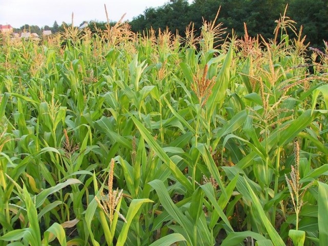 Американські фермери сіють кукурудзу швидкими темпами