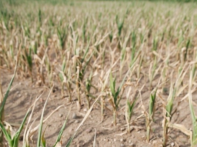 The weather in the "corn belt" of the United States and the drought in Brazil continue to worry traders 