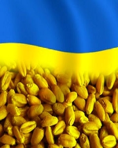 The forecast of grain harvest for Ukraine is reduced, and for Russia is unchanged