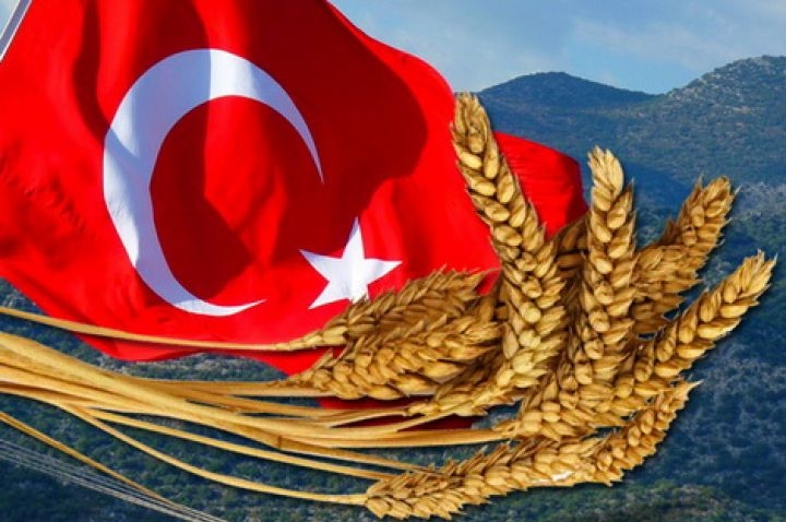 Turkey plans to harvest its largest grain harvest in years