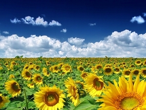 Україна цьогоріч плануює зібрати рекордні урожаї соняшника та сої