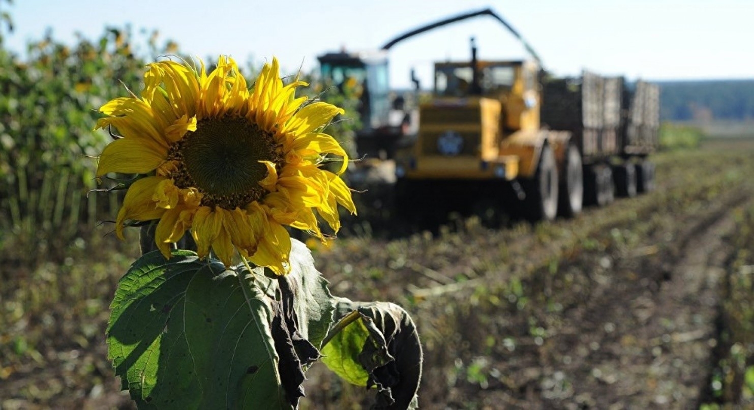 In Ukraine, soybeans and sunflowers have been harvested on 2/3 of the area