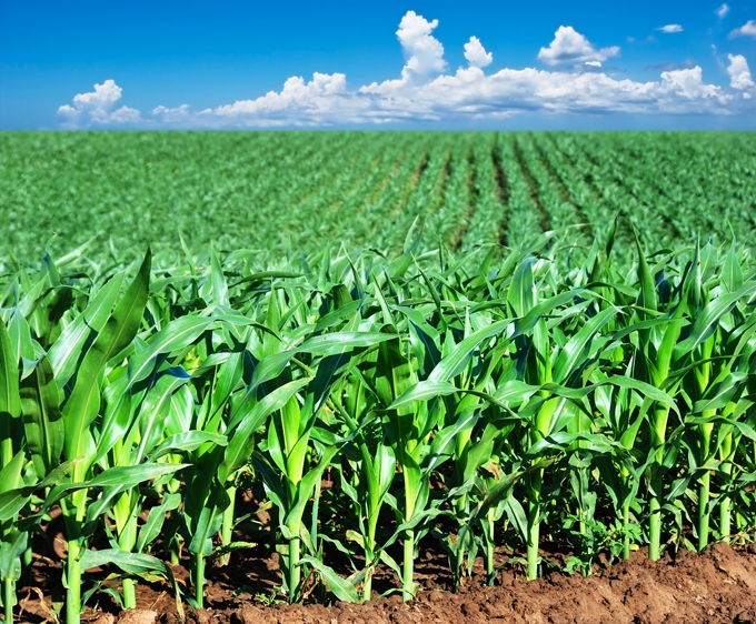 Ціни на кукурудзу опускаються на прогнозах збільшення площ сівби у США