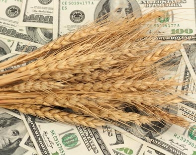 Пшениця в Чикаго відкотилася до 5-річного мінімуму