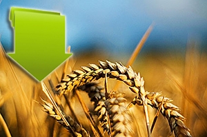 В п’ятницю обвалився ринок американської пшениці