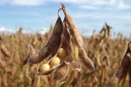 On the Chicago Stock Exchange soybean prices fell by 7%