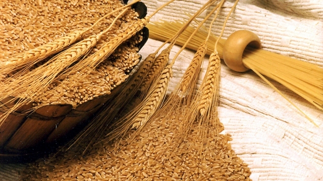 Американські експерти прогнозують зменшення валового збору зернових в Україні