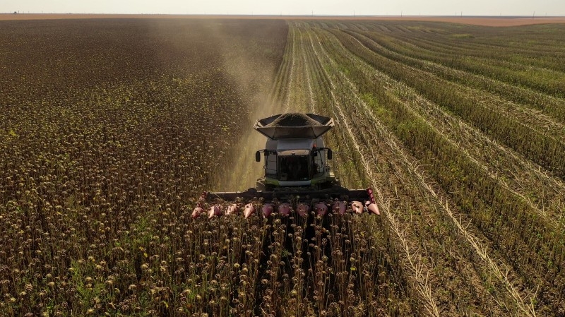 Record oilseed harvest in Russia of up to 39–40 million tons may increase pressure on world prices