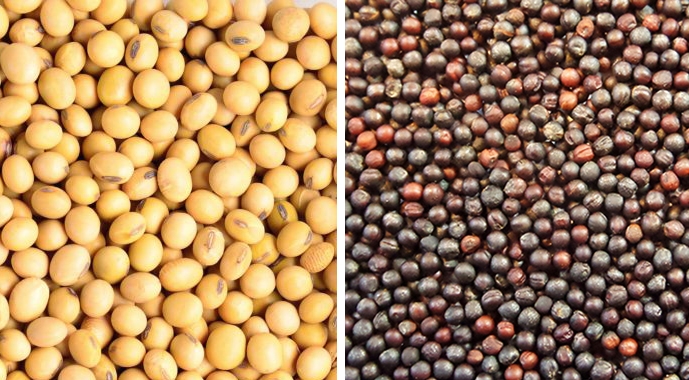 Soybean and canola prices hit 3-year highs amid rising oil prices and easing uncertainty in the US biofuel market  