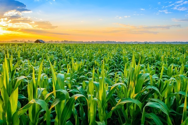 USDA снова увеличил прогнозы мирового производства и запасов кукурузы