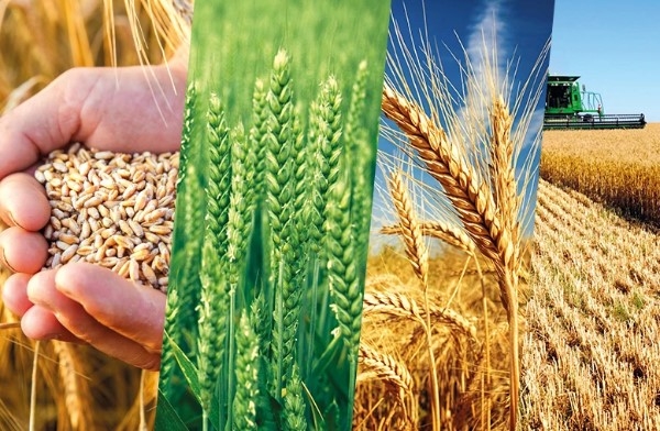 Drought lowers wheat and barley harvest forecasts in Turkey