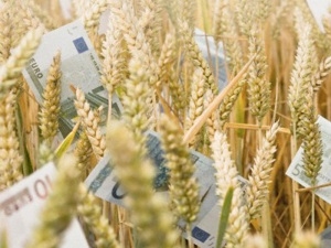 Precipitation in Russia lowered the price of wheat