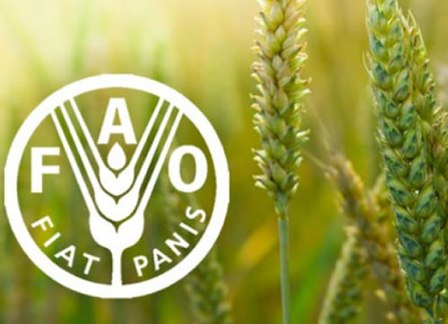 FAO прогнозирует рекордное потребление зерна в 2018/19 МГ