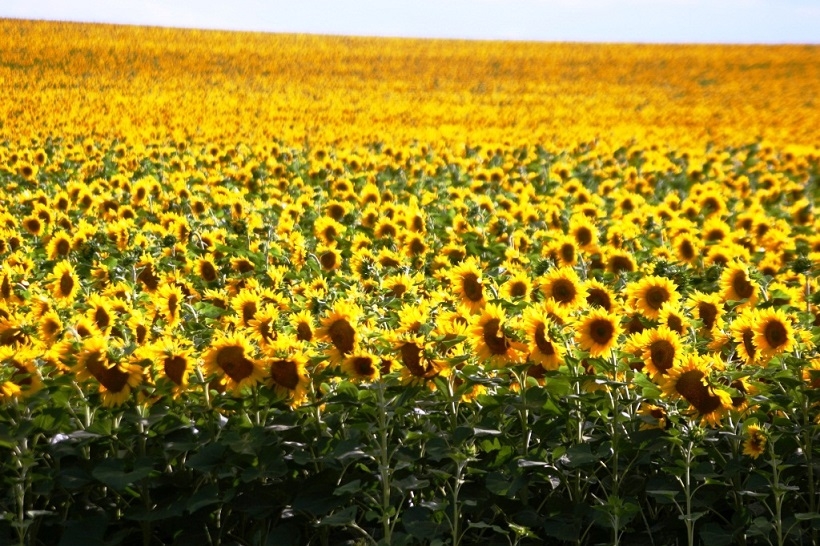 In 2025, the EU and the US, together with Ukraine and the Russian Federation, will significantly increase sunflower production