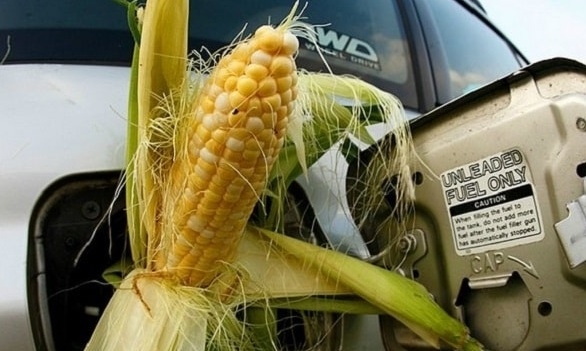 A sharp reduction in the production of ethanol did not lead to lower prices for corn in the U.S.