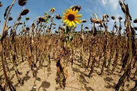 Agency Strategie Grains once again lowered forecasts for rapeseed and sunflower crops in the EU, which supported the quote