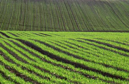 Украина почти завершила сев яровых зерновых