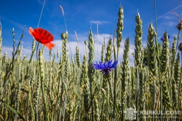 Усиление спроса поддерживает цены на черноморскую пшеницу