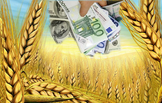 Продовжує зростати ціна пшениці та олійних культур на внутрішньому ринку України