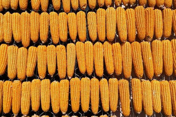 Закупочные цены на кукурузу в Украине немного выросли с начала года