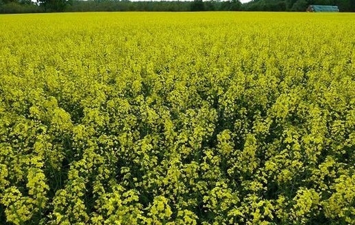 Prices for soybeans and rapeseed continue to grow amid a lack of precipitation in South America