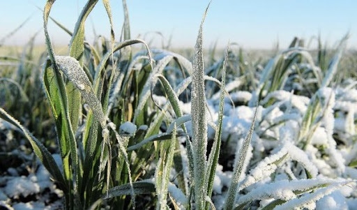 В Україні озиминою під врожай-2021 засіяно більше площ, ніж торік