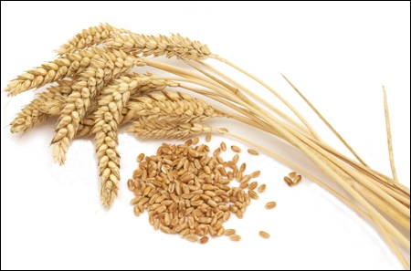 В Україні падає ціна пшениці на базисах FOB та CPT