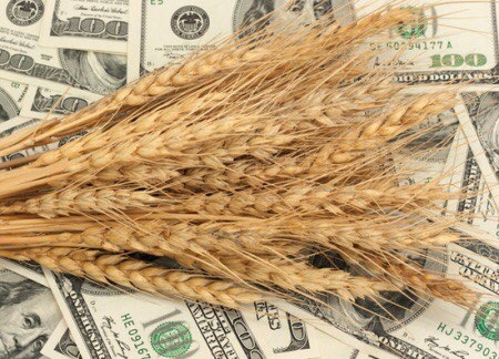 Європейська пшениця дорожчає через заморозки в США