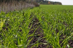 В Україні станом на 15.04.16 посіяно 2,2 млн. га ярих зернових та зернобобових культур