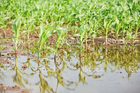 Довгоочікувані опади покращили стан посівів в усіх регіонах