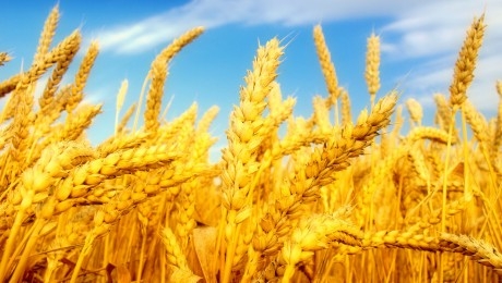 Підсумки минулого тижня - котирування пшениці зростають