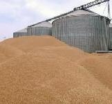 В поточному сезоні Україна експортувала 31,3 млн т зерна