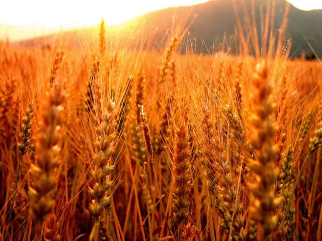 Американська пшениця: ослаблення ринку продовжилось