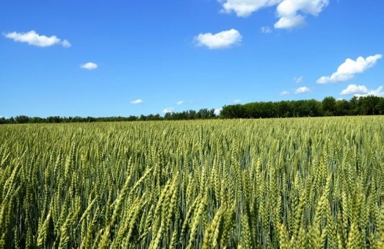 Ціни на пшеницю знижуються під тиском нового врожаю