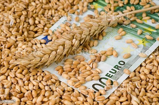 Wheat prices on world stock exchanges continued to strengthen