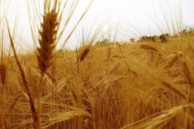 Wheat prices fall despite a forecast reduction in global wheat production