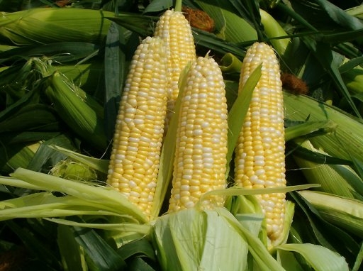 Світовий врожай та експорт кукурудзи в звіті USDA підвищено за рахунок Бразилії та Аргентини