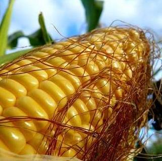 The increased demand increases the price of corn in Ukraine