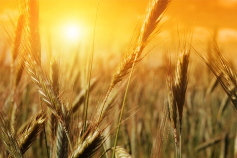 Погодні новини штовхають догори ціну американської пшениці