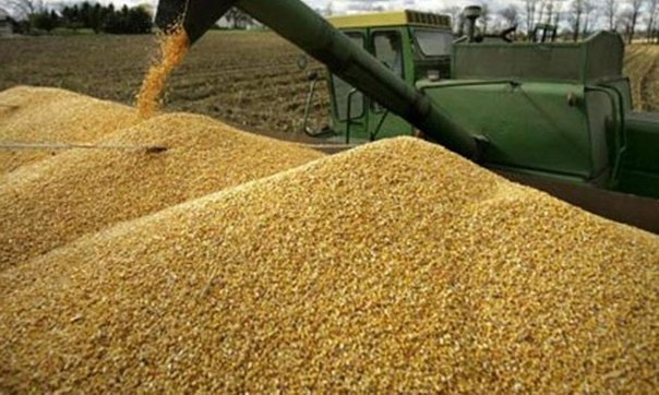 Вітчизняні аграрії зберуть понад 23 млн. тон кукурудзи