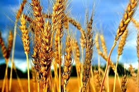 A decrease in the forecast for wheat sowing areas in the US supported stock quotes