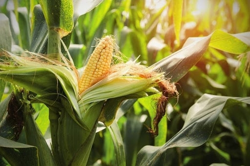 Прогноз врожаю кукурудзи у США у 2026 році від аналітиків Farmdoc перевищує оцінку USDA