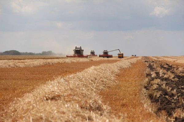Due to rainfall in eastern Russia, the wheat harvest forecast may decrease
