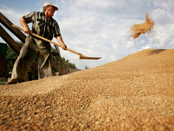 Темпи зростання світових цін на зерно будуть найнижчими за останні 10 років – прогноз